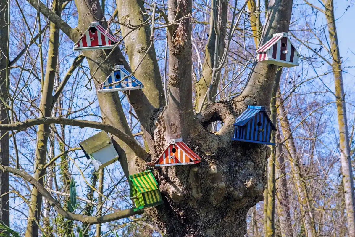 dutch garden summer birds eating cherries cherry tree protection