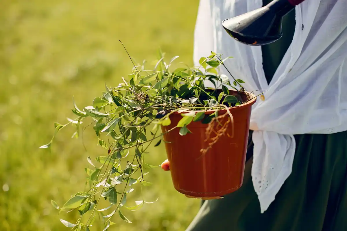 homemade nettle fertilizer in Dutch garden