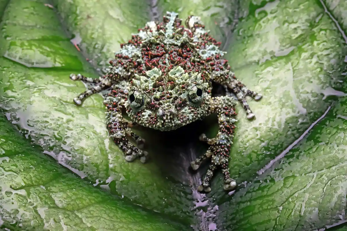 powdery mildew on plants close up