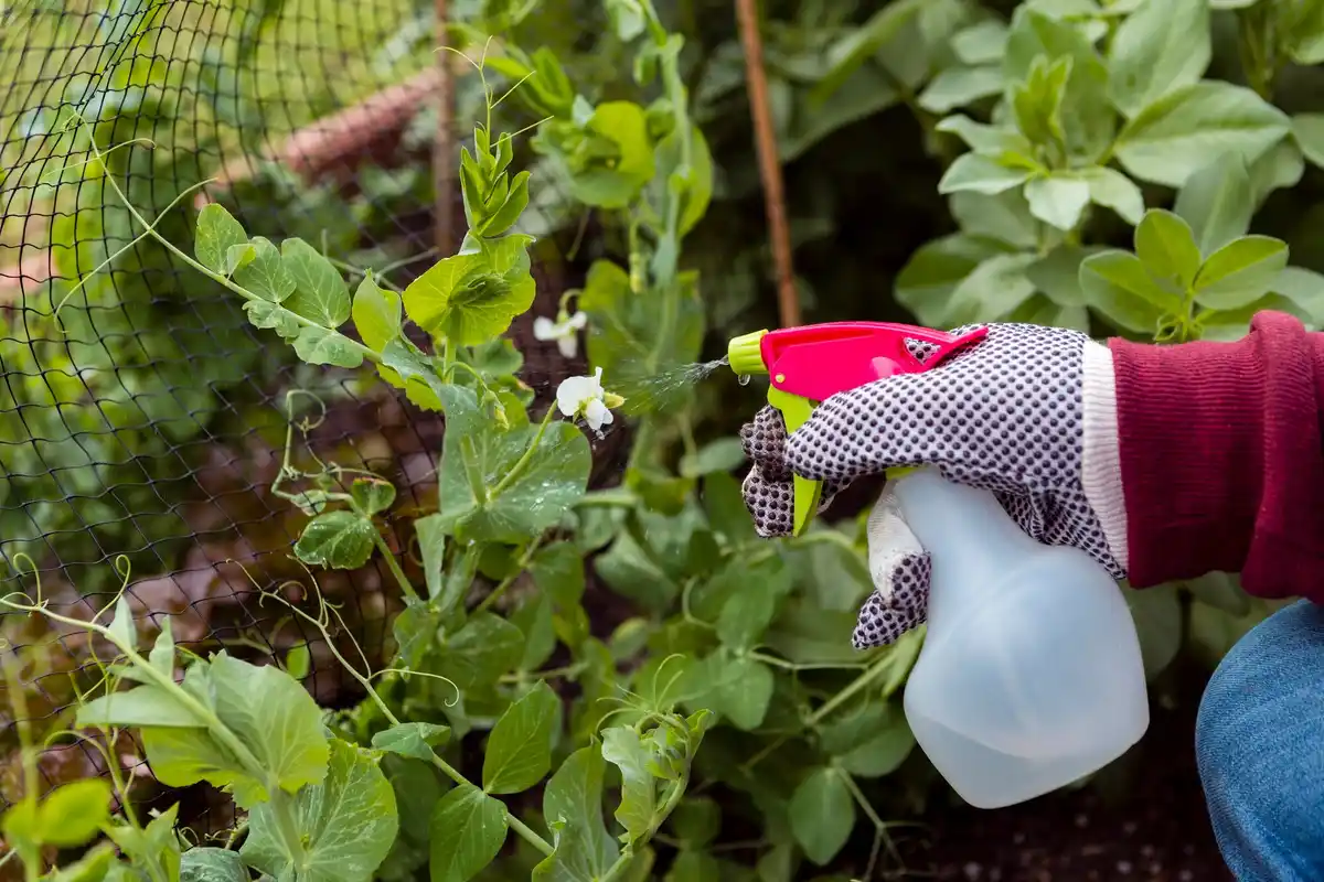 spraying vinegar solution on garden plants