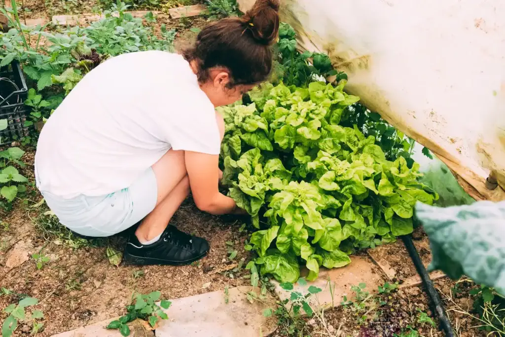fresh basil companion planting tomato Dutch garden