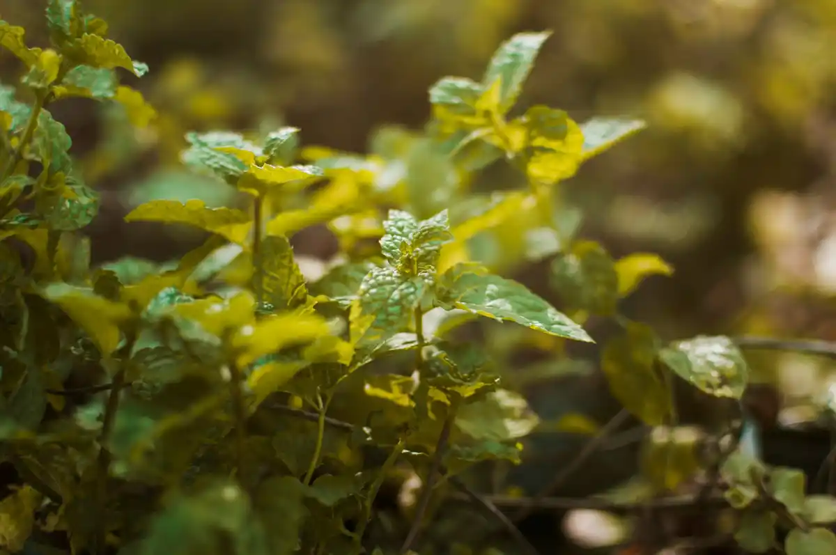 basil basilicum naast tomatenplanten in Nederlandse tuin