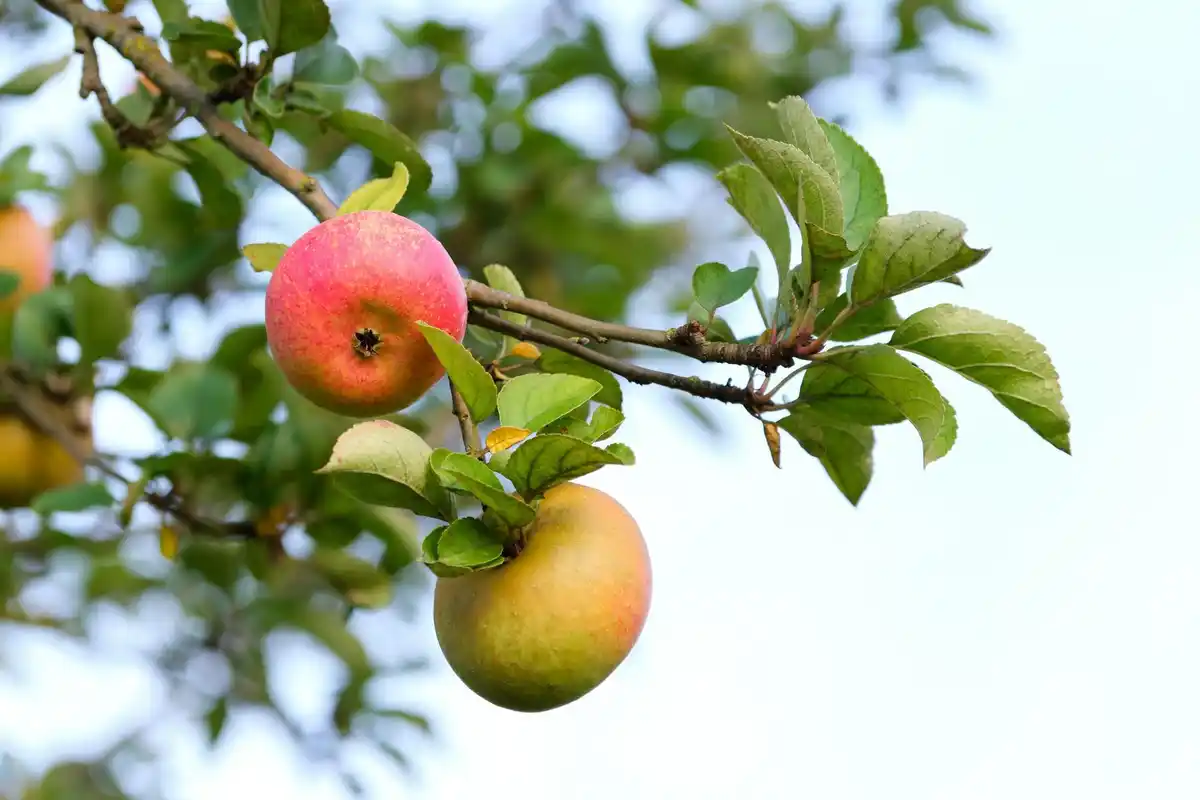 giant apples on tree Dutch backyard