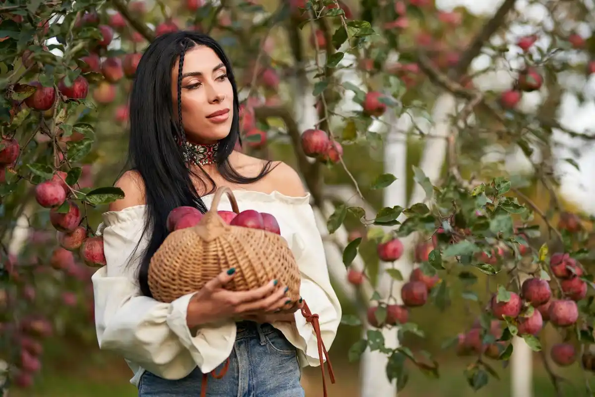 overgrown apple tree with large apples Dutch garden