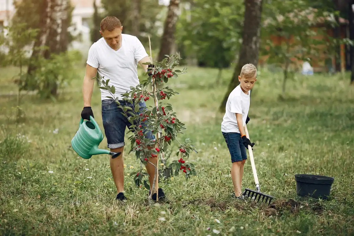 apple tree mulching organic Dutch backyard