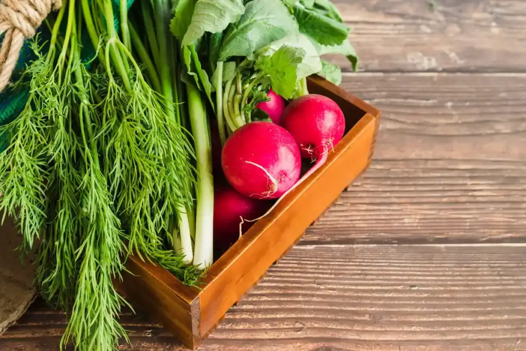 fresh radish harvest in Dutch garden