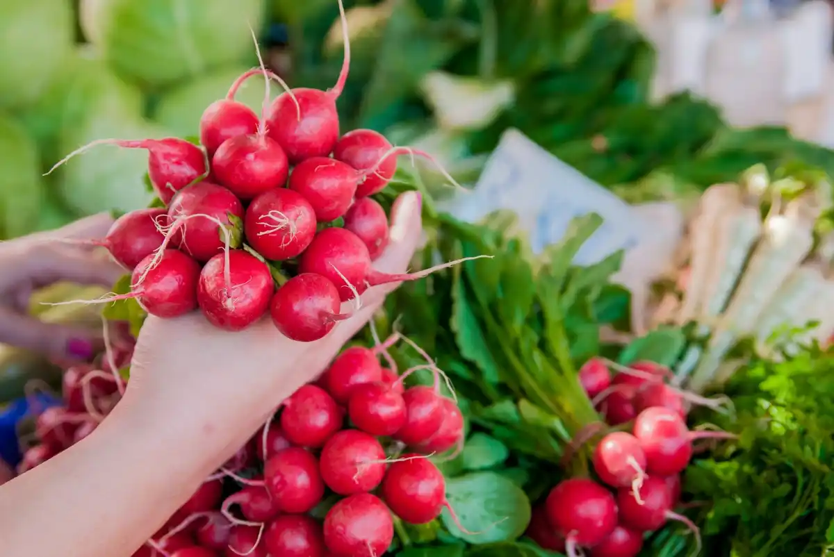 snel groeiende radijsjes in Nederlandse tuin