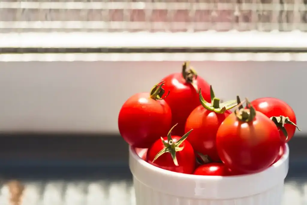dutch greenhouse tomato fast growth