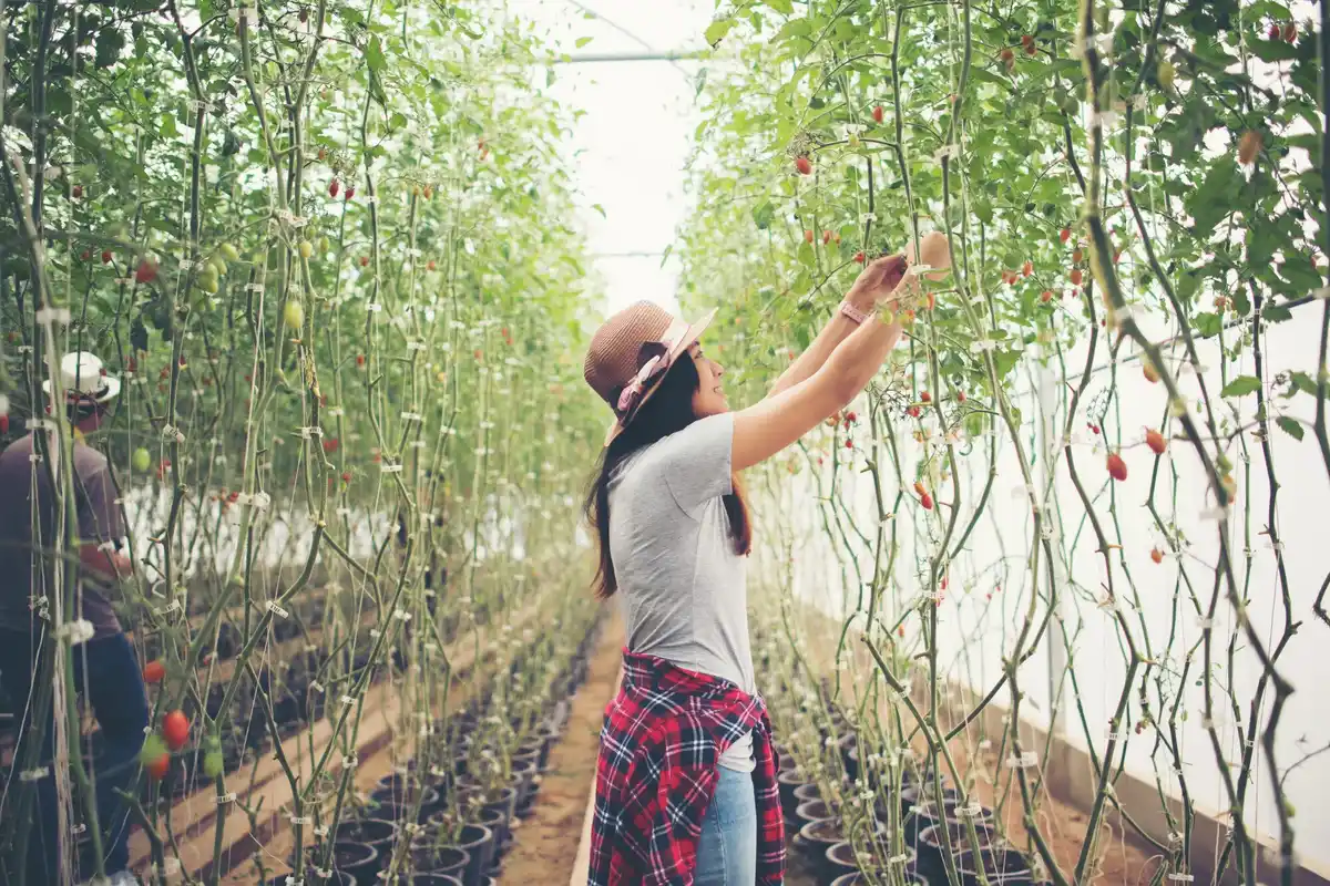 dutch greenhouse tomato plant fast growth
