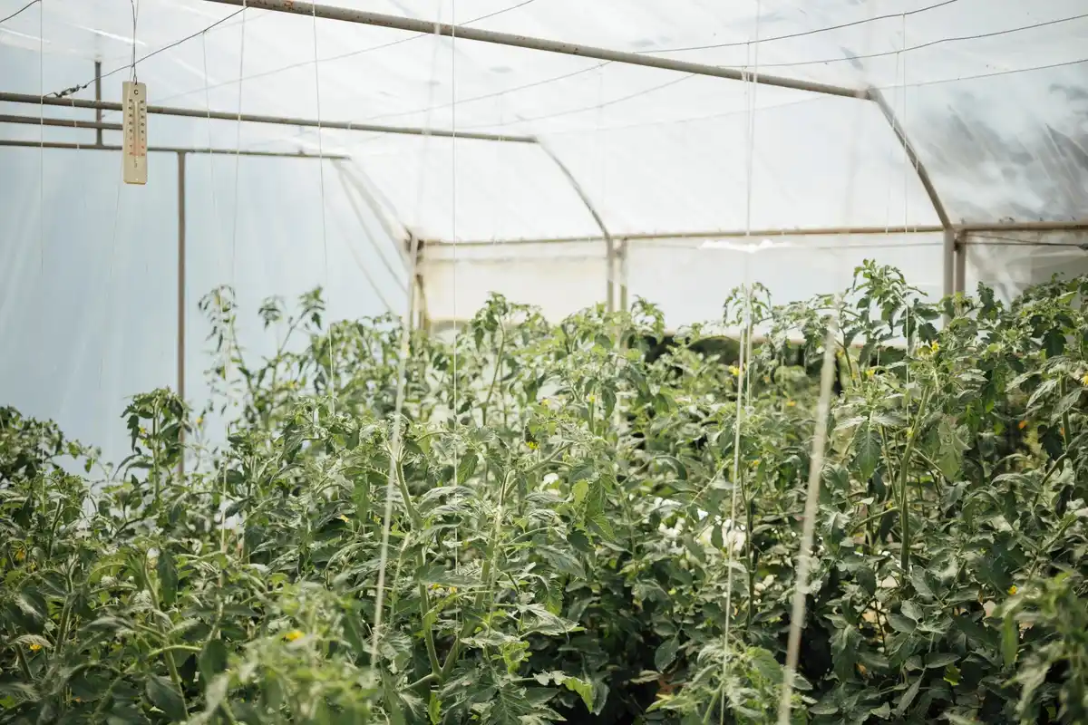 unexpected tomato greenhouse orientation netherlands