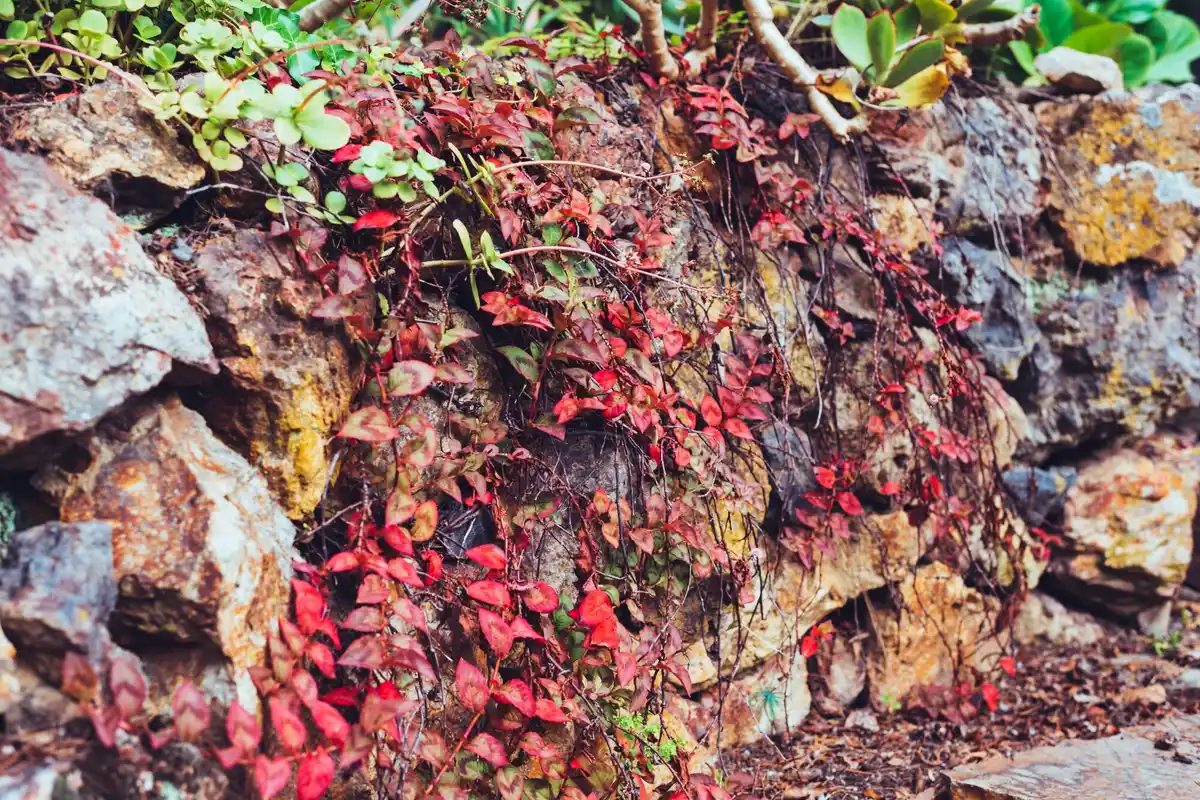 nasturtium invasive garden problem