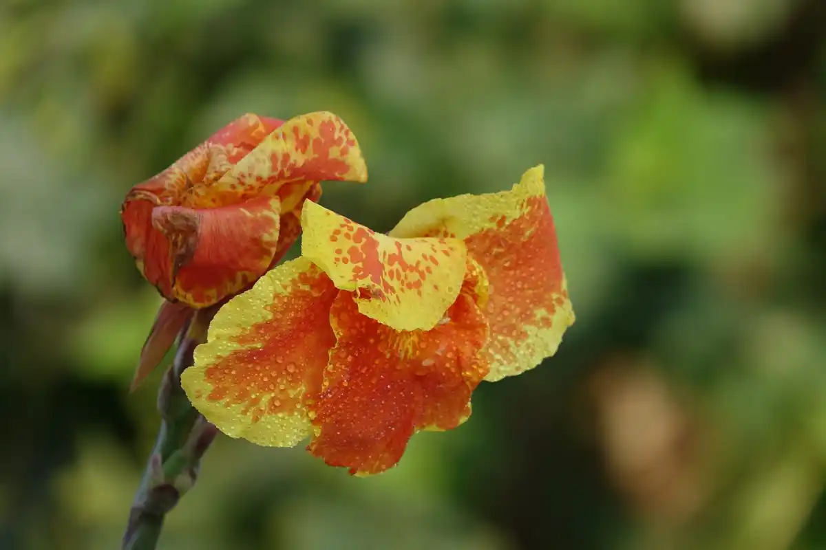 nasturtium overtaking garden