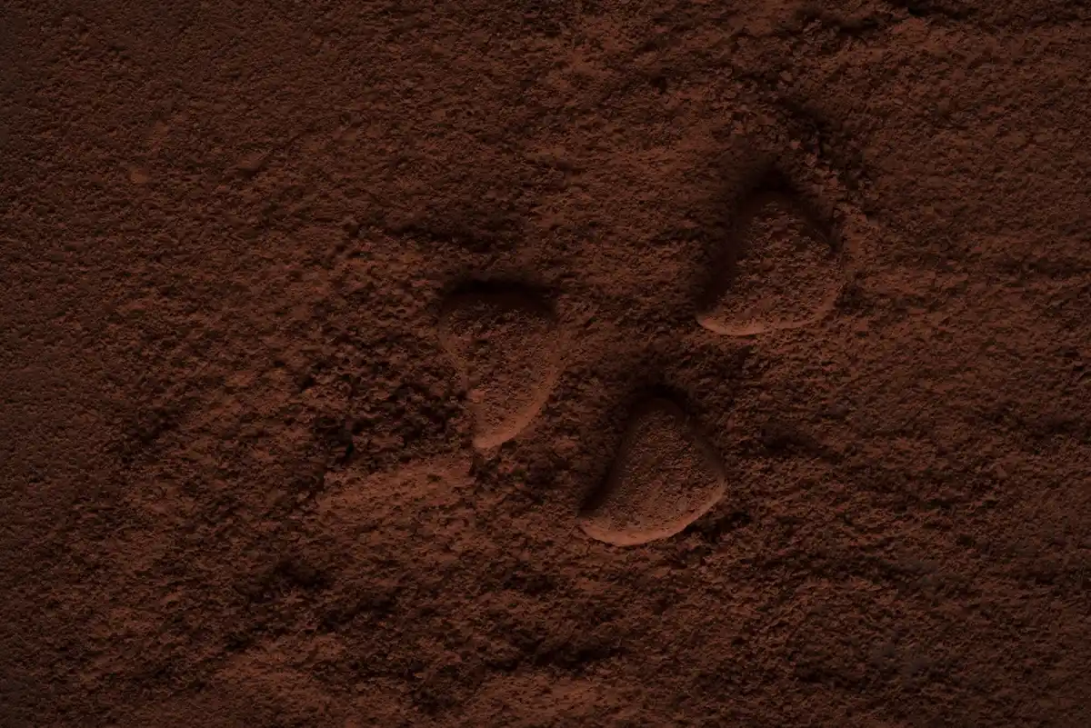 coffee grounds on plant soil closeup