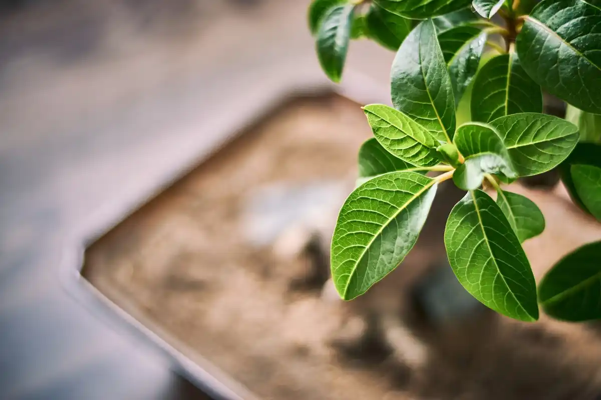 sad basil plant with coffee grounds in pot