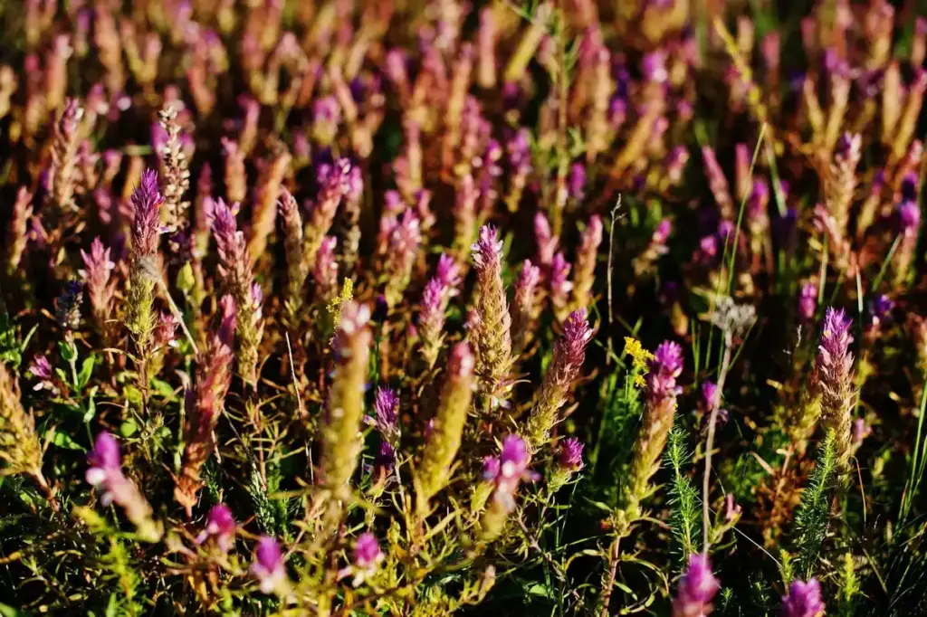 invasive Phacelia seeds overgrown vegetable garden Netherlands