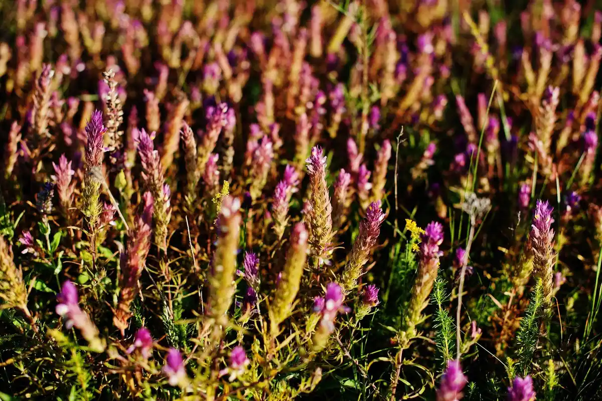 invasive Phacelia seeds overgrown vegetable garden Netherlands