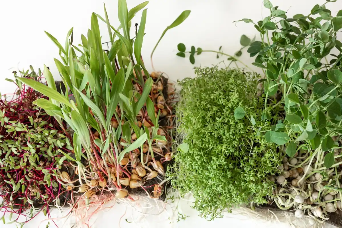 moestuin invasive plant seeds chaos nederlands tuinieren