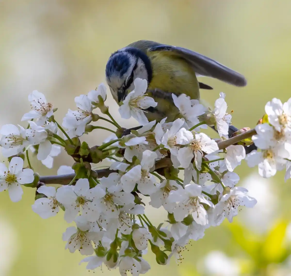 cherry tree bird protection netherlands