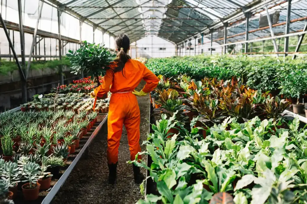 biological pest control Netherlands greenhouse