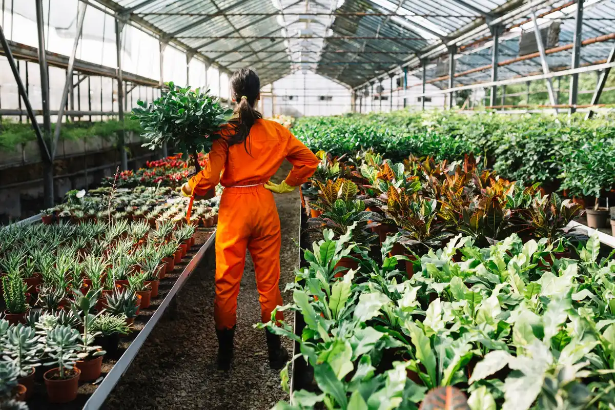 biological pest control Netherlands greenhouse