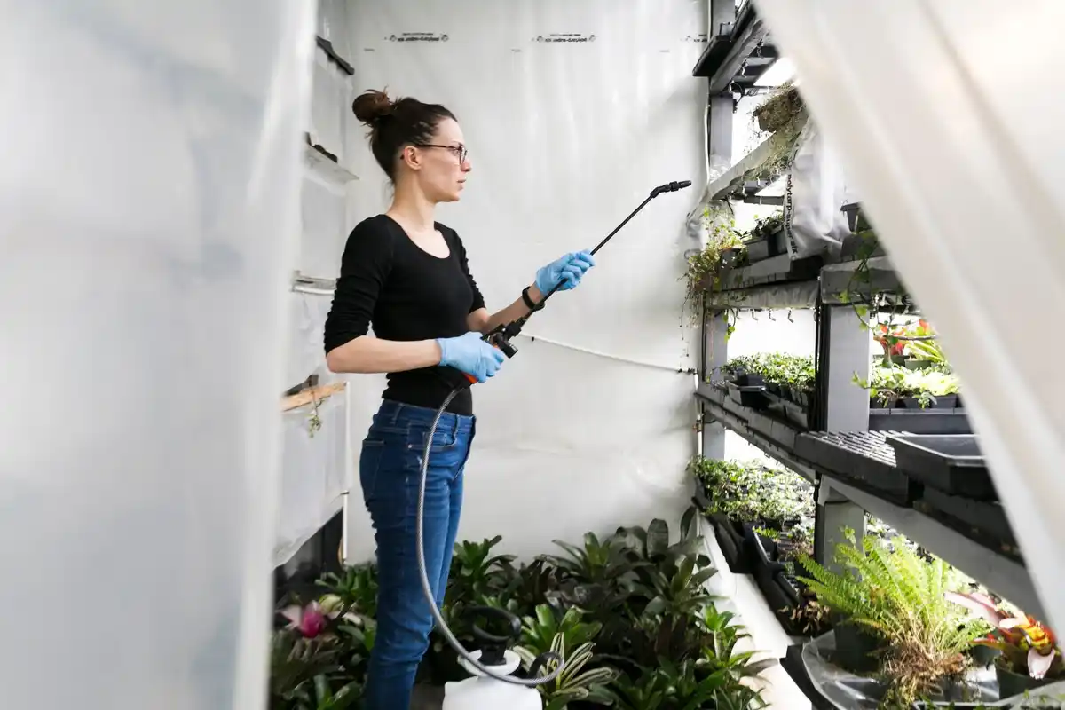 Dutch greenhouse with biological pest control