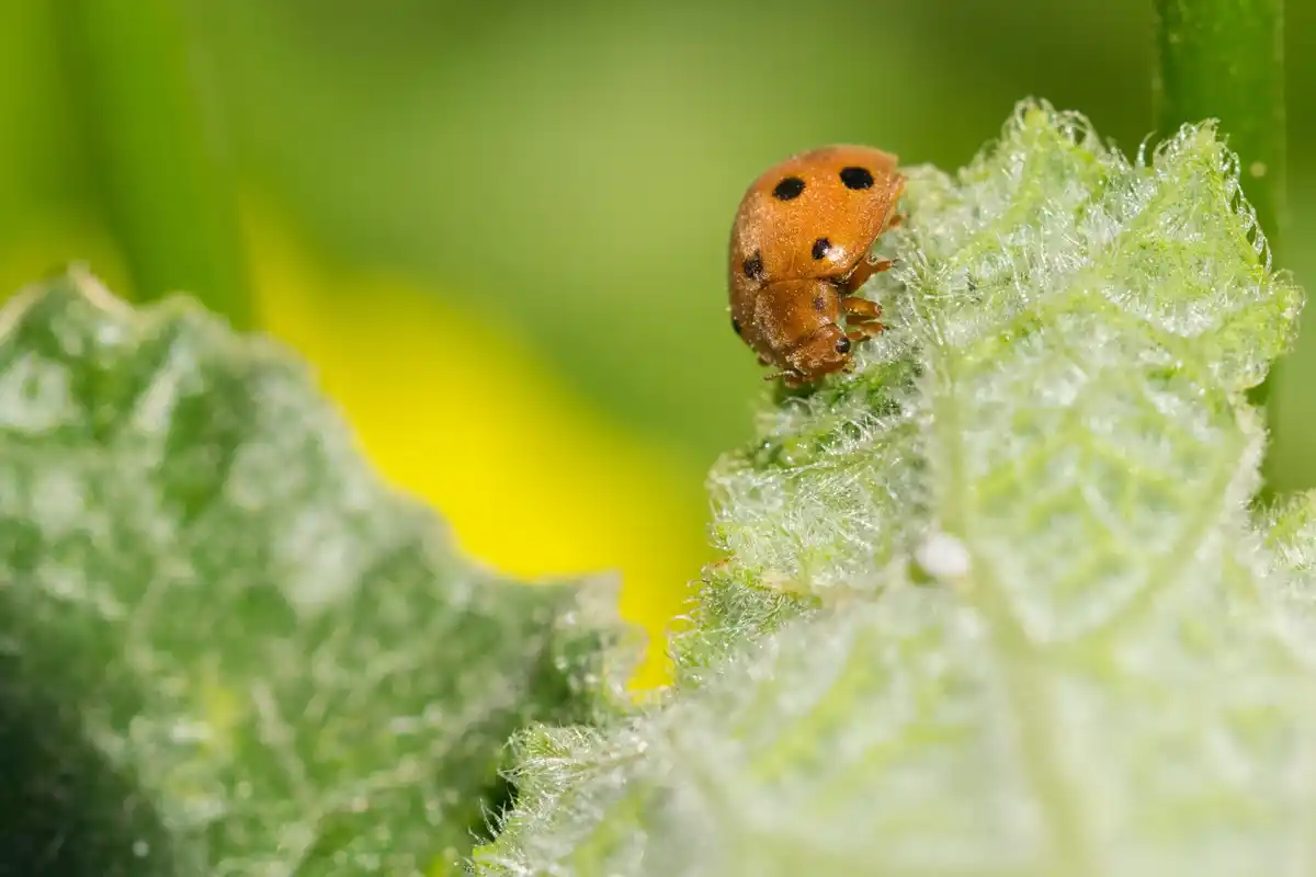 Macro shot ladybug on plant Dutch garden
