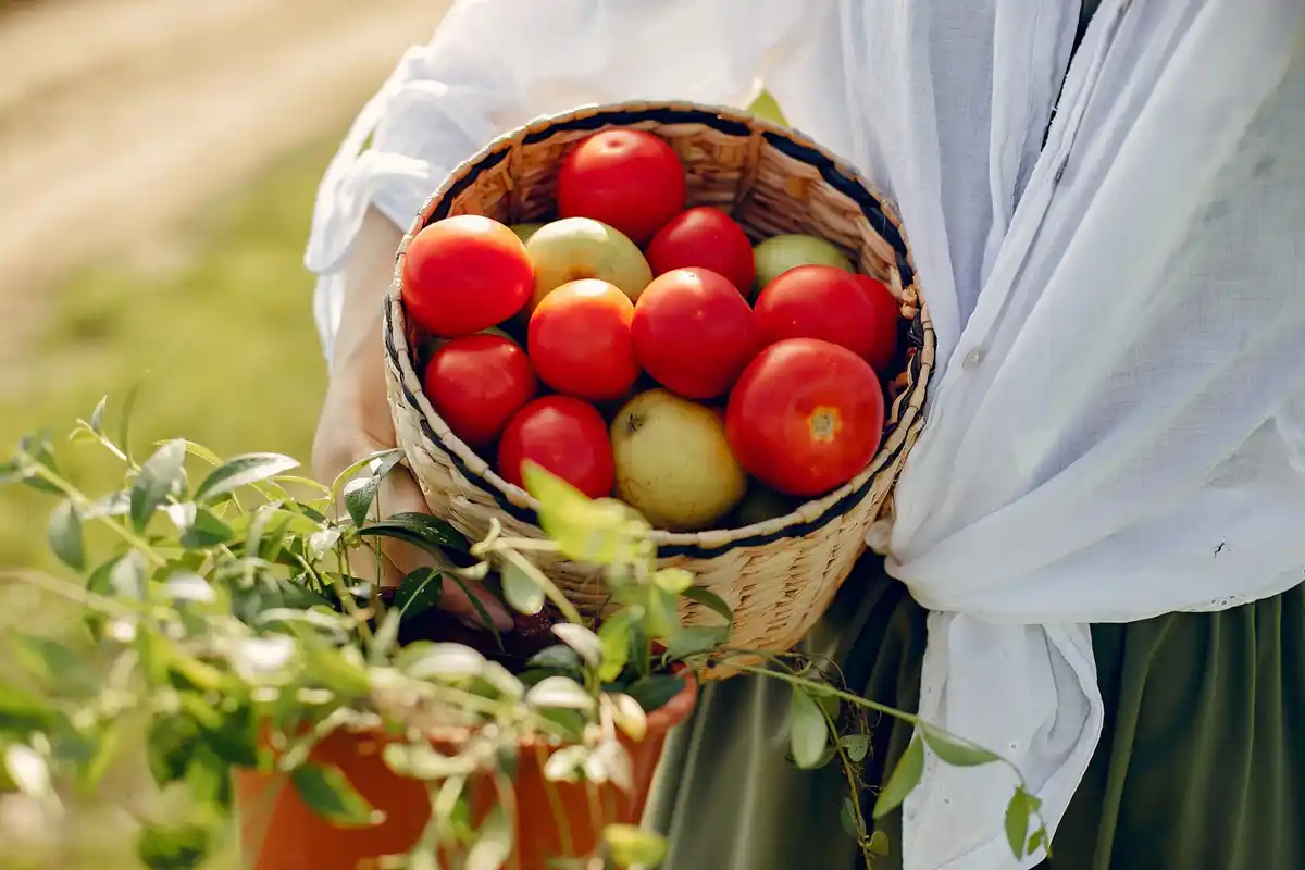 neighborhood lush tomato plants Netherlands garden summer