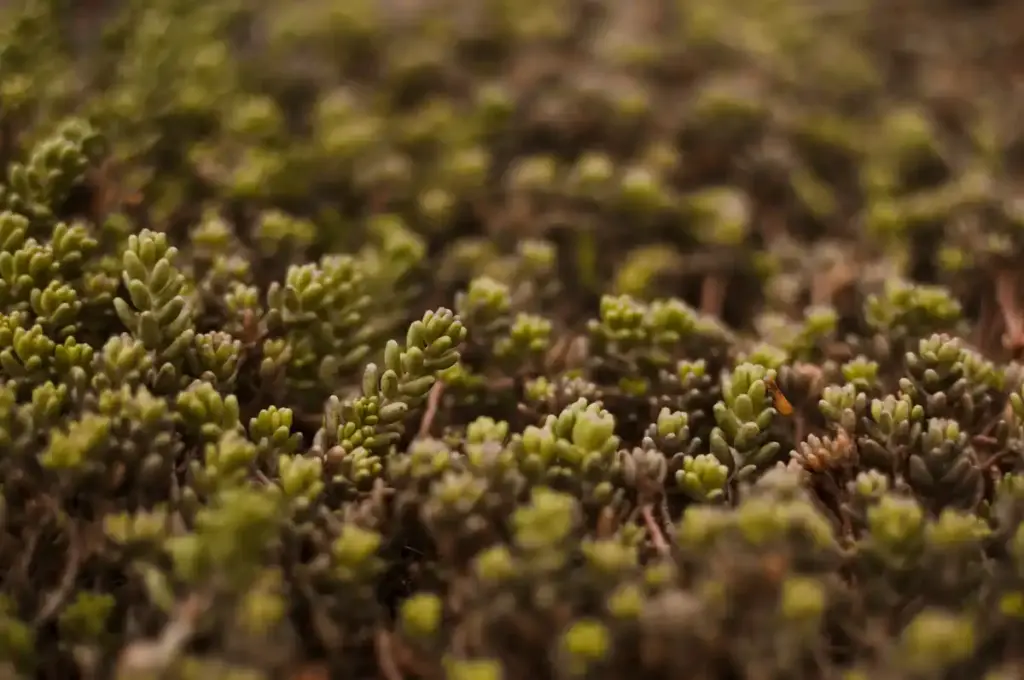 close up of mature parsley plant in Dutch soil