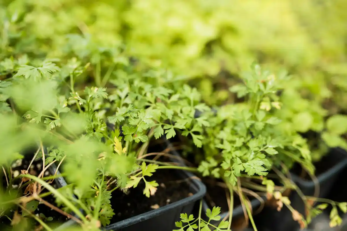 close up of parsley plant in Dutch garden, after rain