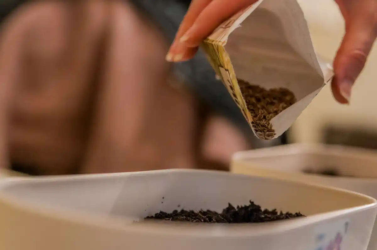 hand mixing sand into soil for parsley, Dutch backyard