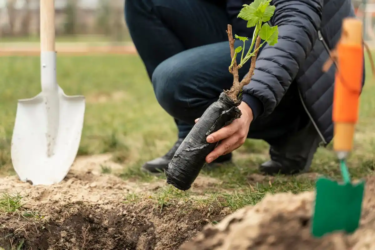 close up dutch hands digging soil with spade allotment garden spring