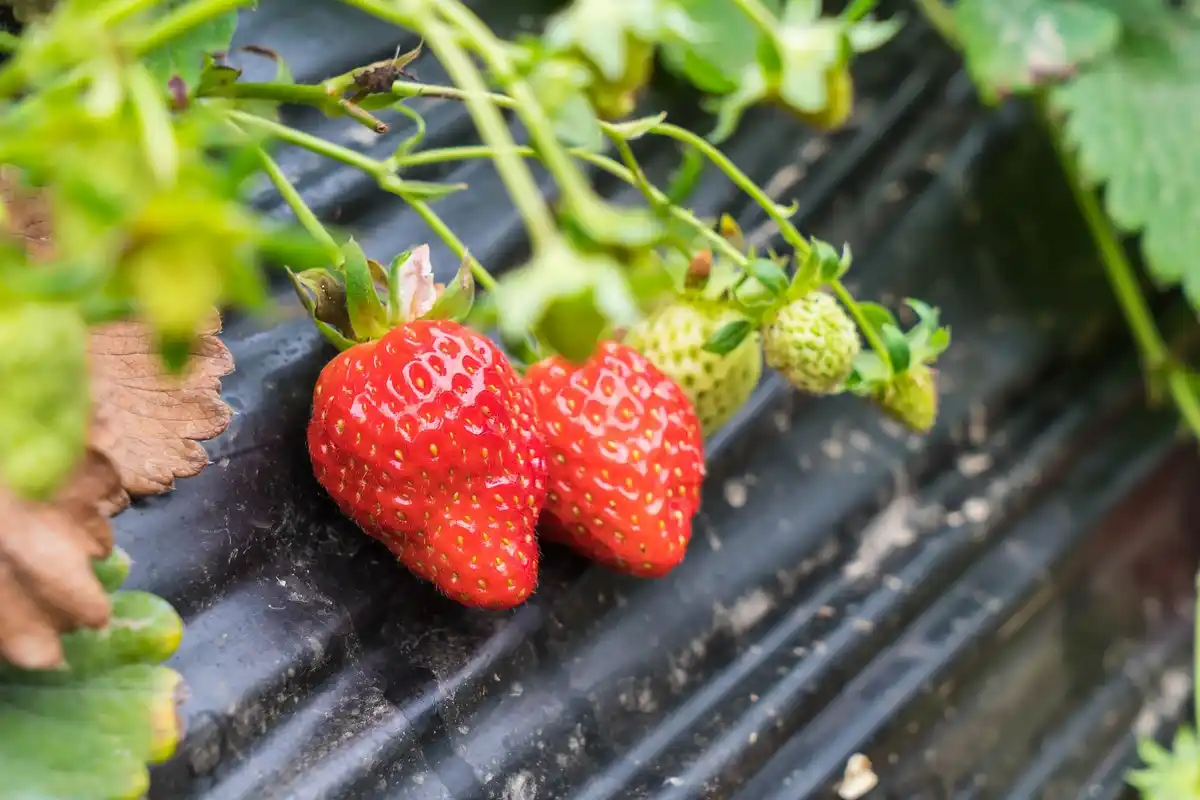 unhealthy strawberry plants Dutch garden