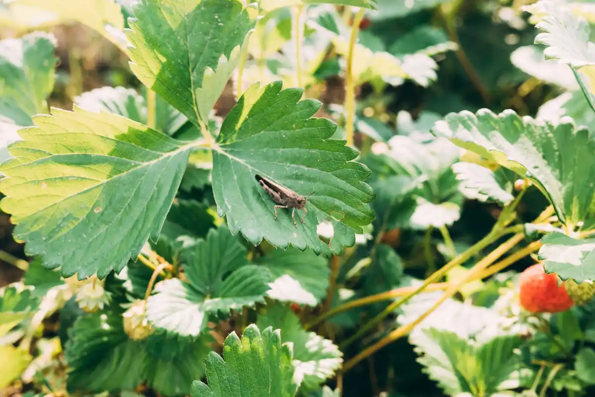 sad strawberry plant in dutch garden
