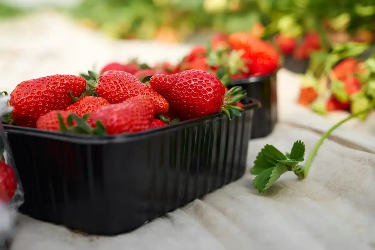 strawberry crop rotation Netherlands garden