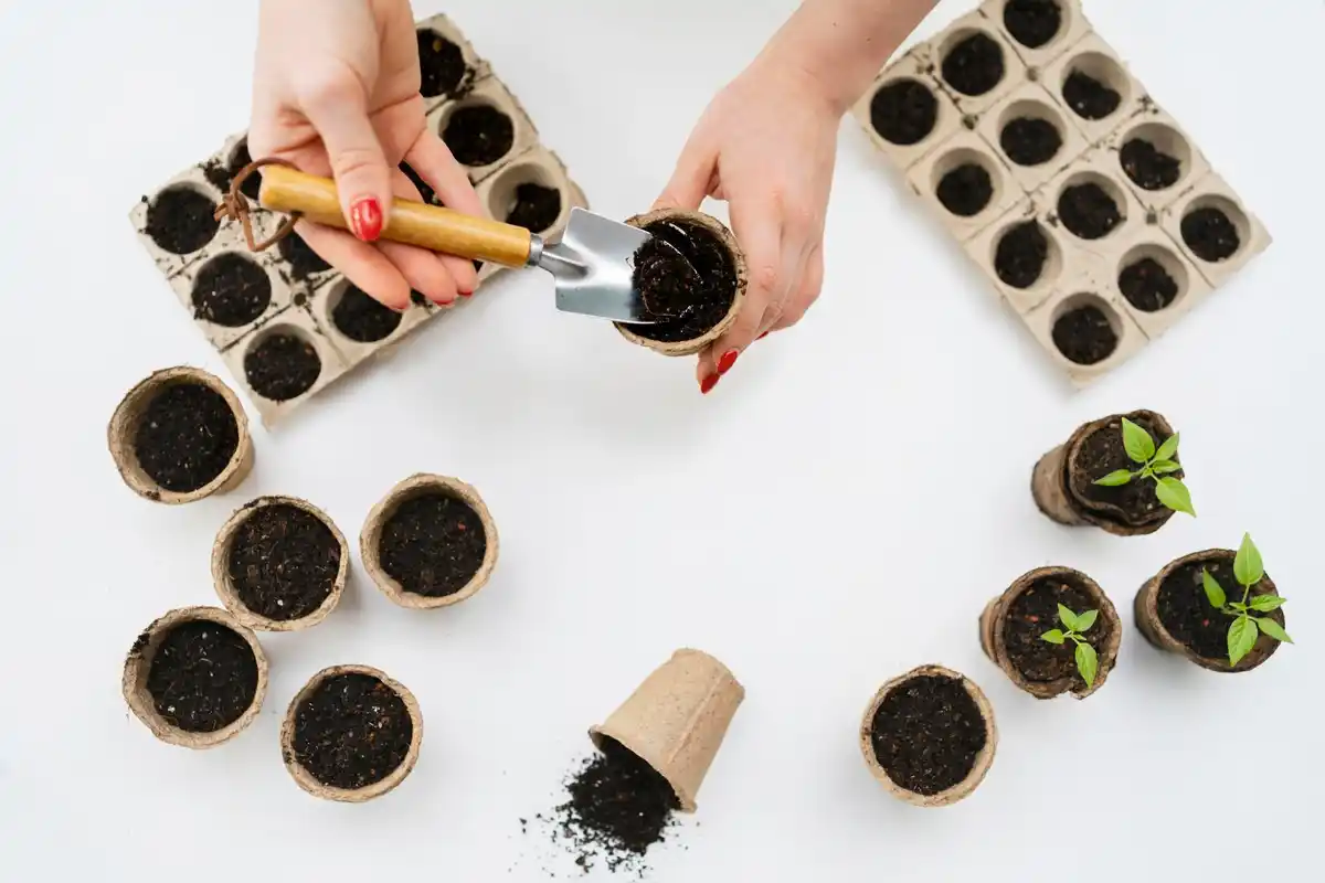dutch seed germination with coffee filters