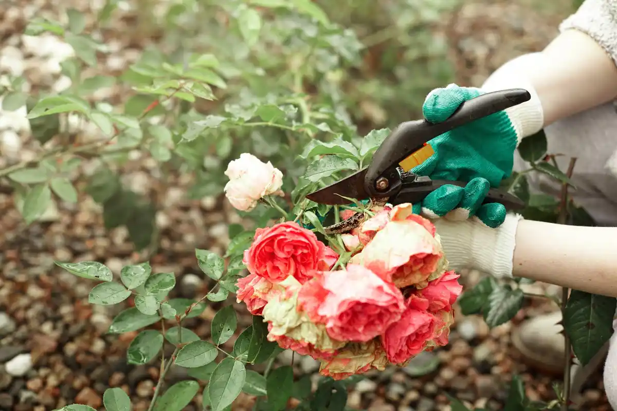 modern rose pruning shears in dutch garden