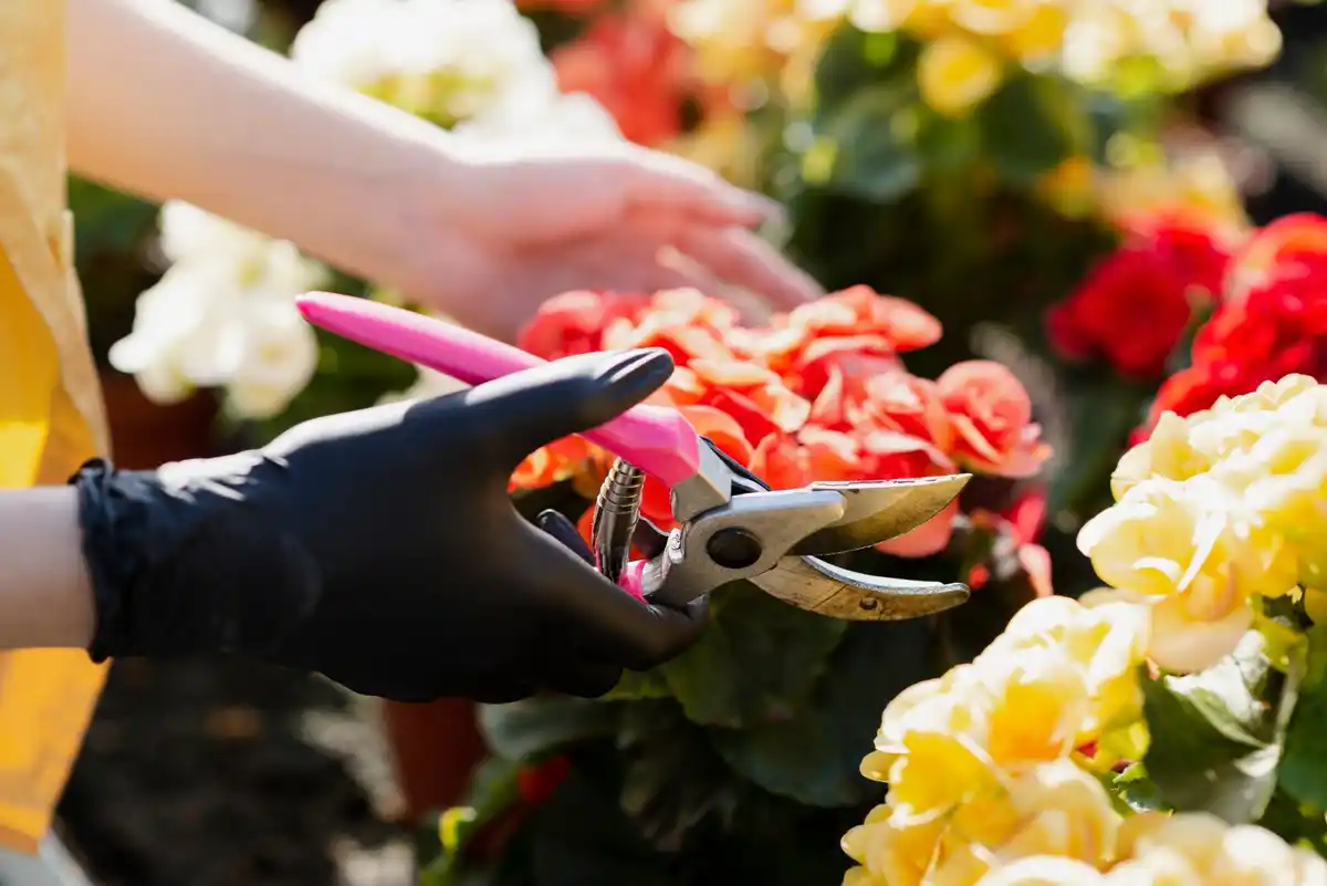 wolf garten garden pruning shears close up with roses