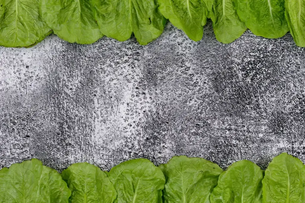 coffee grounds on lettuce garden