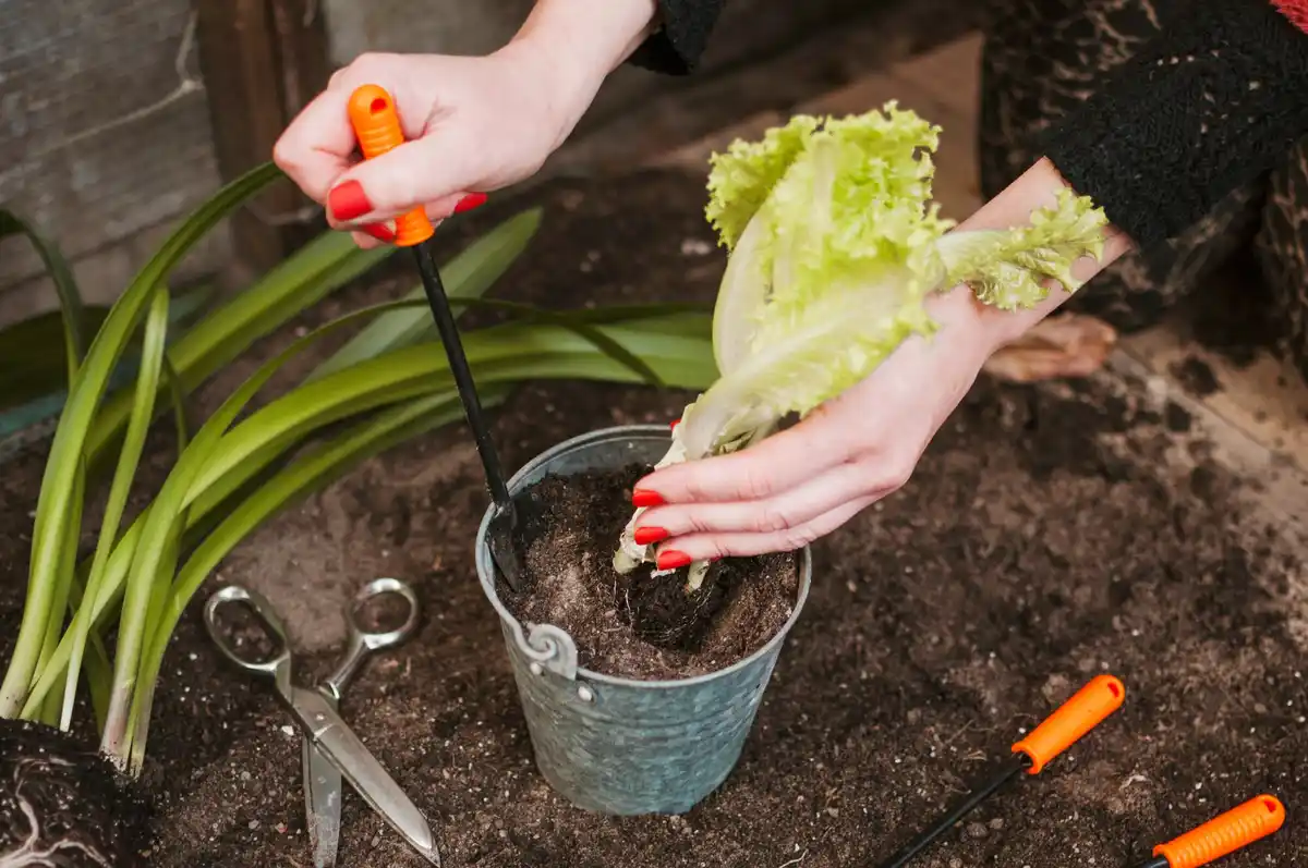 coffee grounds on lettuce garden