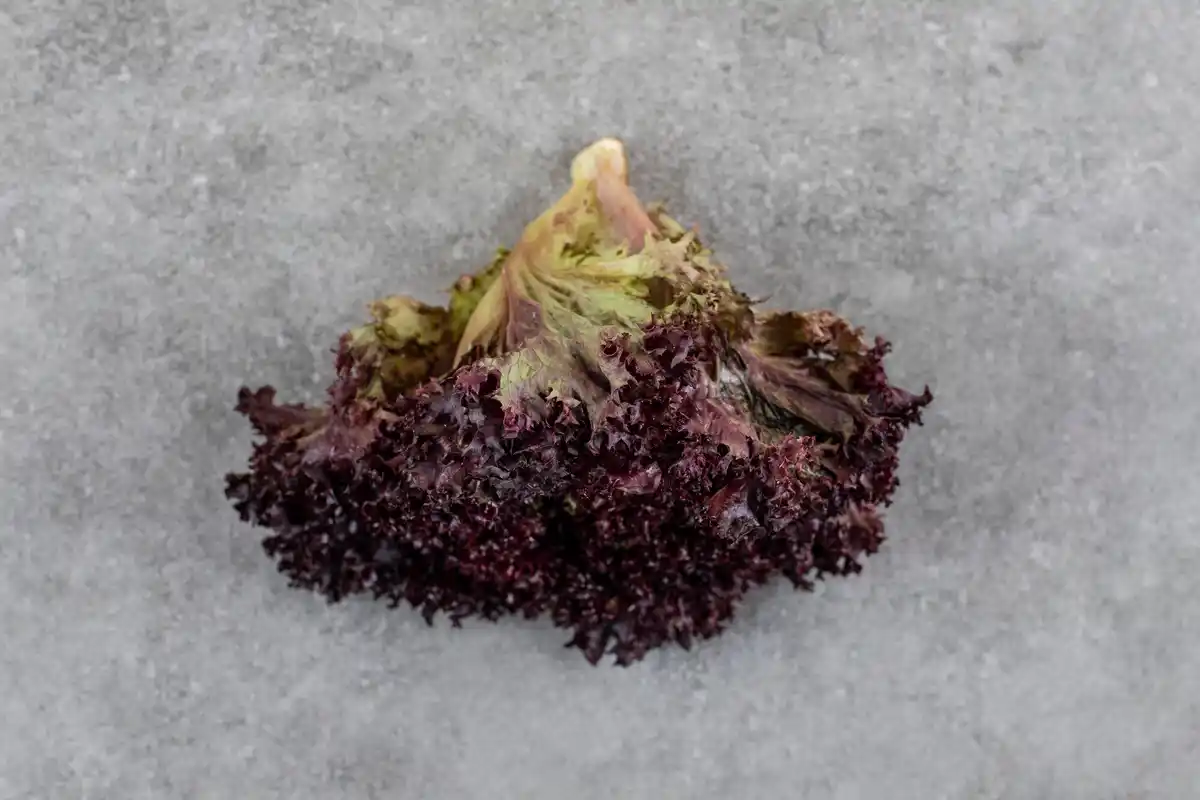 lettuce grow lush with coffee grounds sprinkle