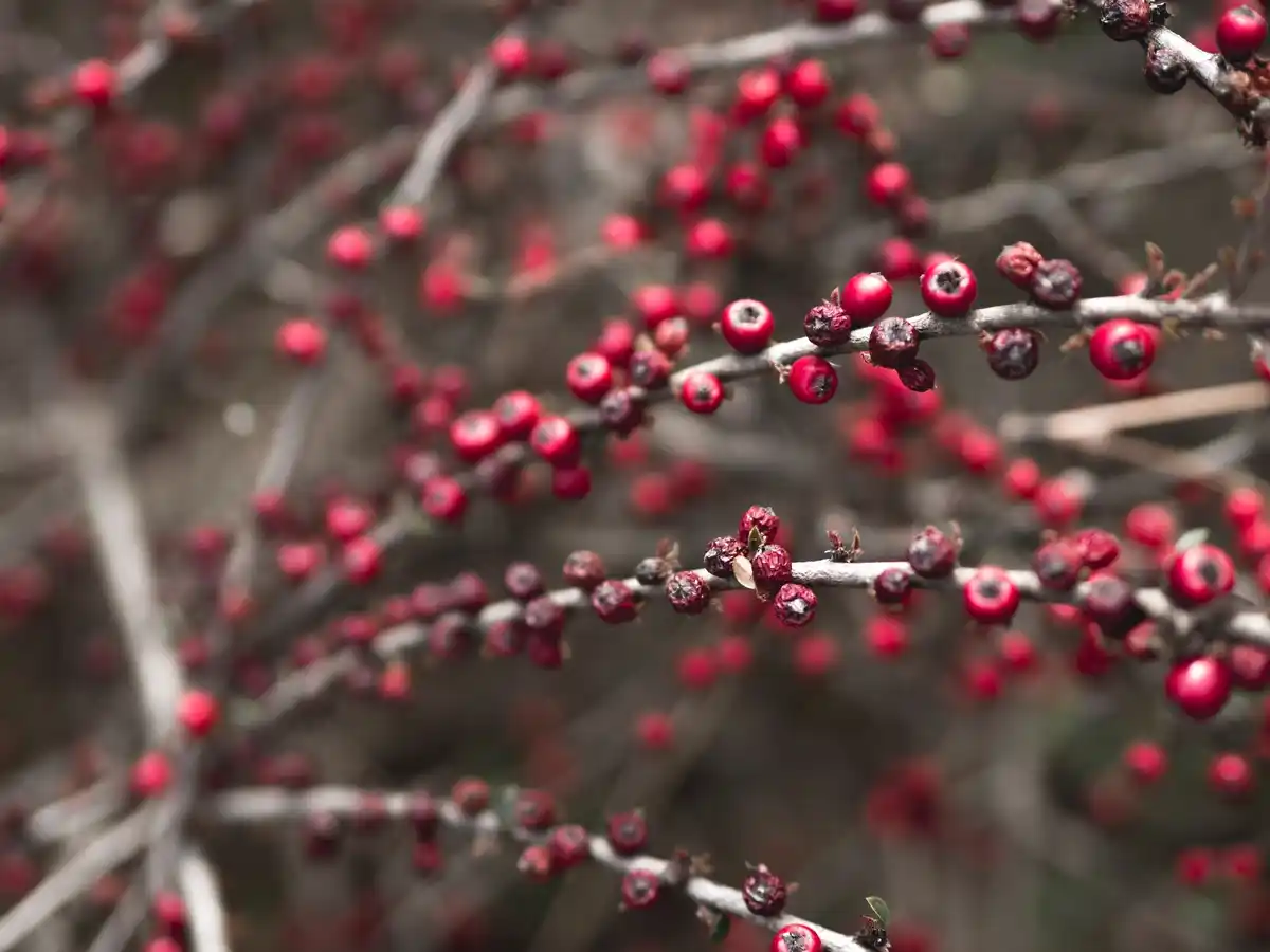 cherry tree with aphids close up dutch garden