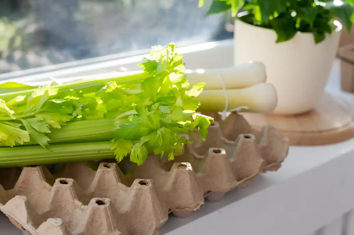 fresh parsley plant on kitchen windowsill Netherlands