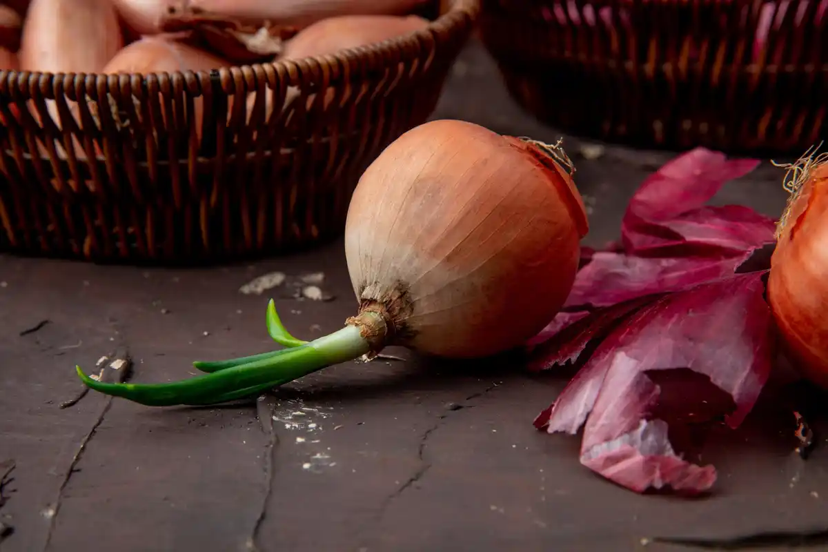 germinated onion seeds on windowsill Dutch home gardening