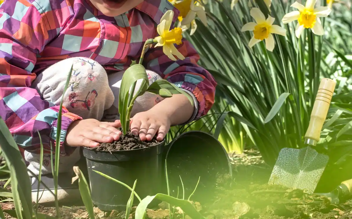 Dutch spring backyard sowing onions young plants