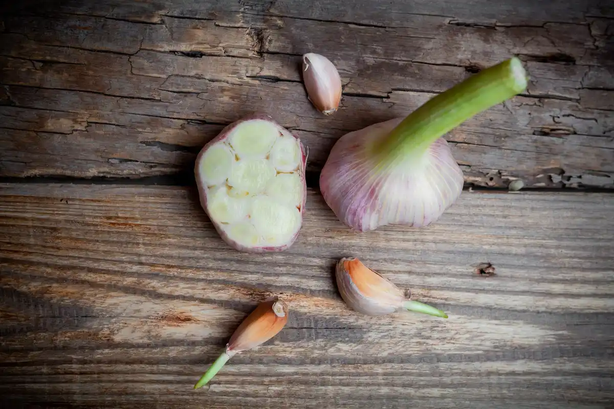 Dutch vegetable garden planting garlic cloves February