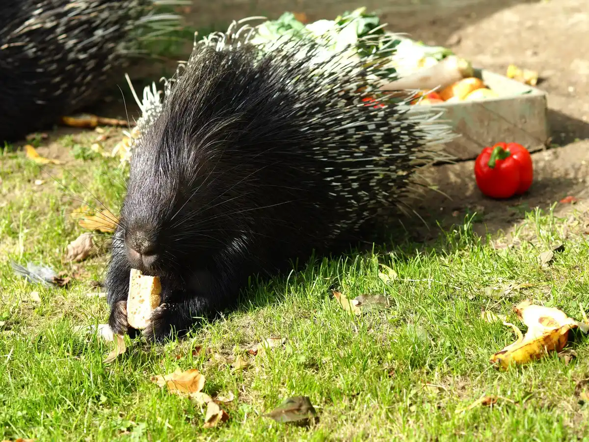 hedgehog robot mower danger night netherlands