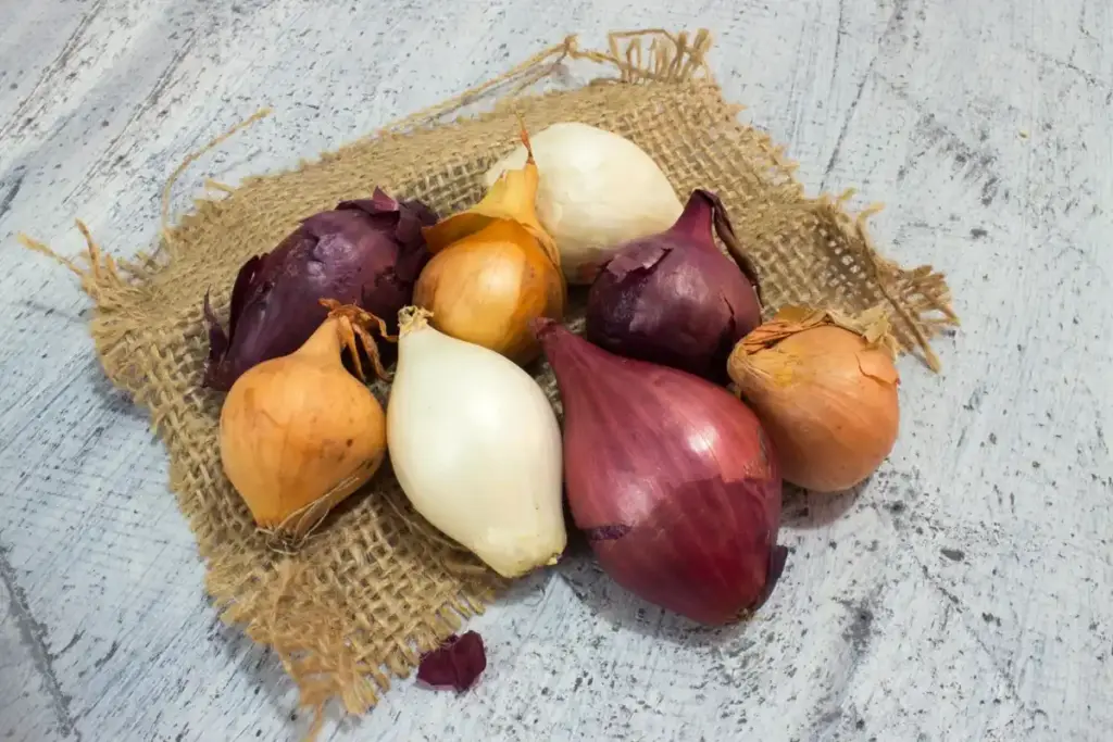 onion and cabbage companion planting garden closeup