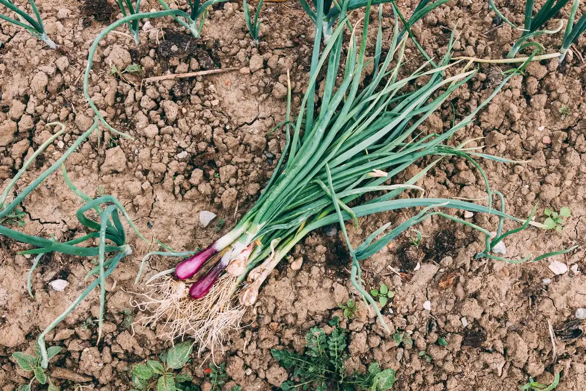 onion and cabbage companion planting in vegetable garden