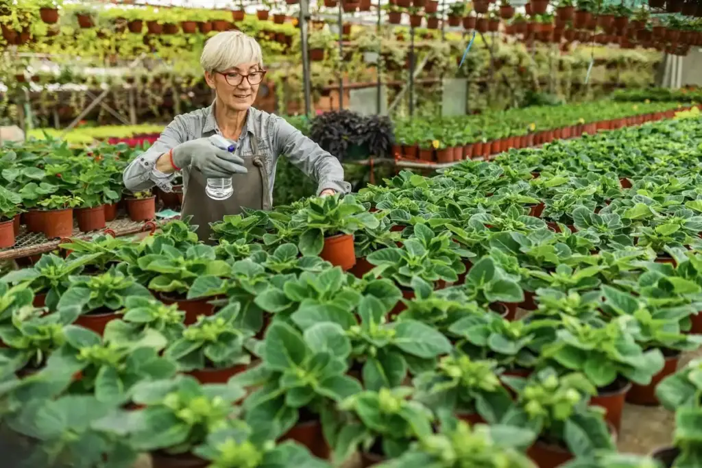 dutch grandmother growing organic giant lettuce backyard