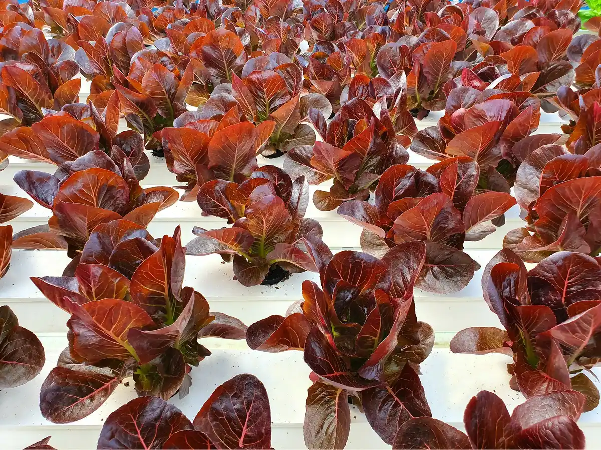 huge lettuce harvest natural dutch garden